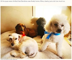 屋上で飼い主の帰りを出迎えた4匹の愛犬（画像は『The Dodo　2022年7月8日付「Quick-Thinking Man Saves Life Of Dog Falling From Building」（JOHN ALEXANDER PALOMINO BENDIVES）』のスクリーンショット）