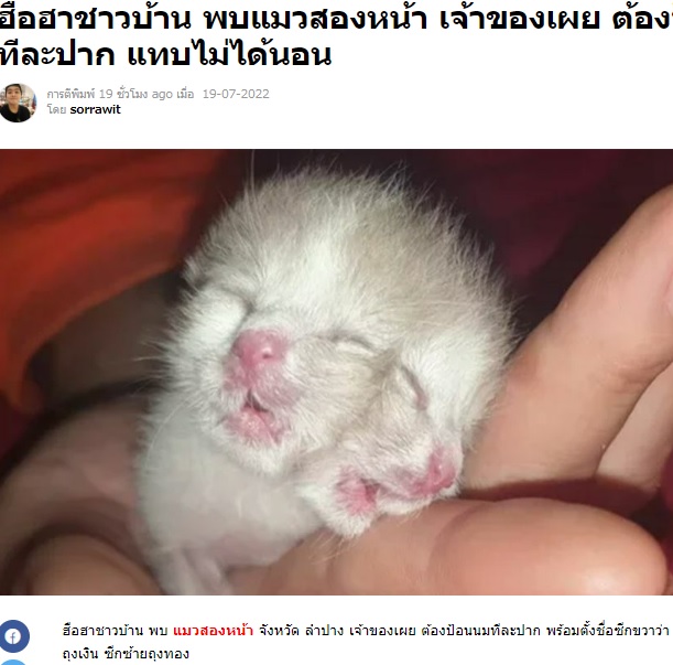 2つの顔を持つネコ（画像は『Thaiger　2022年7月19日付「ข่าวฮือฮาชาวบ้าน พบแมวสองหน้า เจ้าของเผย ต้องป้อนนมทีละปาก แทบไม่ได้นอน」』のスクリーンショット）