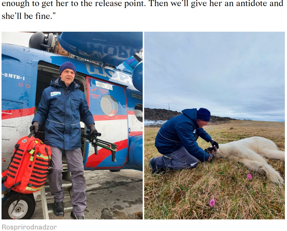 シロクマを鎮静剤で眠らせて治療を行う獣医チーム（画像は『Russia Beyond　2022年7月22日付「Russians rescued a polar bear with a condensed milk tin stuck in its mouth」（Rosprirodnadzor）』のスクリーンショット）