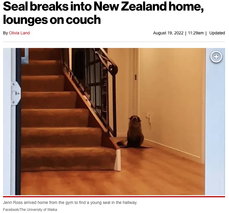 民家に侵入したオットセイの赤ちゃん（画像は『New York Post　2022年8月19日付「Seal breaks into New Zealand home, lounges on couch」（Facebook/The University of Waika）』のスクリーンショット）