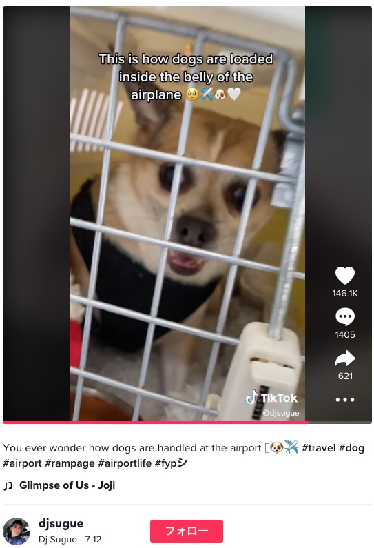 飛行機の貨物室に積まれた犬（画像は『Dj Sugue　2022年7月12日付TikTok「You ever wonder how dogs are handled at the airport」』のスクリーンショット）