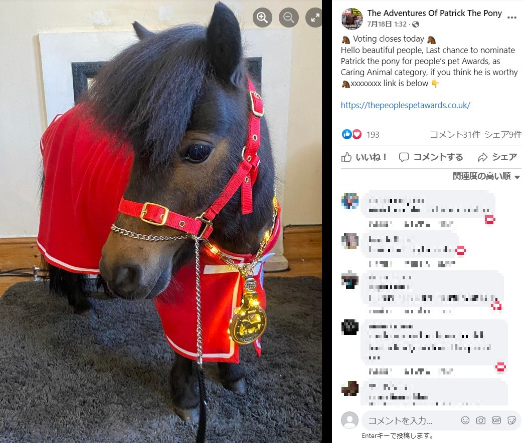 シンボルとして村長に選出されたポニー（画像は『The Adventures of Patrick The Pony　2022年7月17日付Facebook「Voting closes today Hello beautiful people,」』のスクリーンショット）