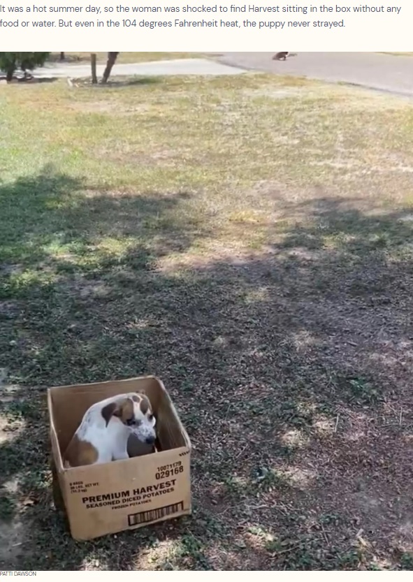 段ボール箱に入れて捨てられた犬（画像は『The Dodo　2022年8月6日付「Puppy Refuses To Leave Cardboard Box Her Owner Abandoned Her In」（PATTI DAWSON）』のスクリーンショット）