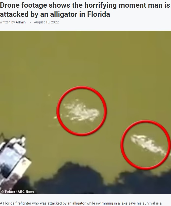 遊泳中の男性（左）に近づくワニ（画像は『UK Times　2022年8月18日付「Drone footage shows the horrifying moment man is attacked by an alligator in　Florida」（Twitter/ABC News）』のスクリーンショット）