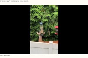 鳥用給餌器を目当てにやって来たシカ（画像は『The Dodo　2022年8月19日付「Deer Befriends Dog Over Fence And Comes Back To Visit Every Day」（HOLLISTER_FAULCONER）』のスクリーンショット）