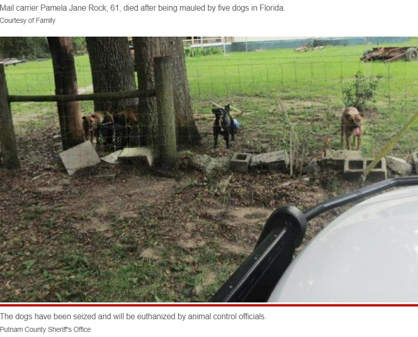 フェンスがある庭で飼われていた犬たち（画像は『New York Post　2022年8月24日付「Florida mail carrier dies after being mauled by 5 dogs on her route」（Putnam County Sheriff’s Office）』のスクリーンショット）