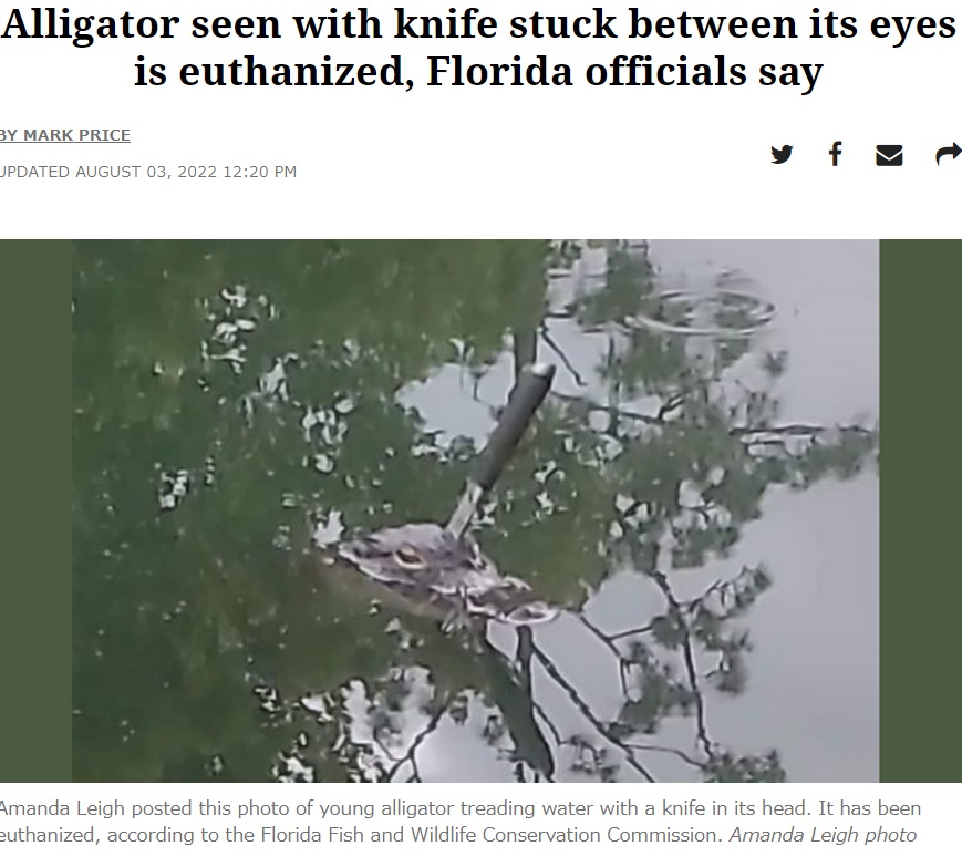 頭にナイフが刺さったワニ（画像は『Sun Herald　2022年8月3日付「Alligator seen with knife stuck between its eyes is euthanized, Florida officials say」（Amanda Leigh photo）』のスクリーンショット）