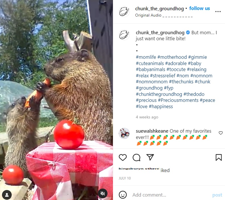 子供とニンジンを食べるママ（画像は『Chunk The Groundhog　2022年7月10日付Instagram「But mom…」』のスクリーンショット）