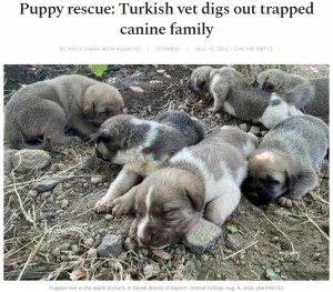 完全に土の中に埋もれていた子犬たち（画像は『Daily Sabah　2022年8月10日付「Puppy rescue: Turkish vet digs out trapped canine family」（AA PHOTO）』のスクリーンショット）