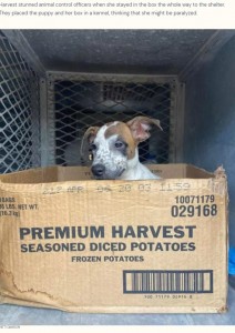 段ボール箱を離れないハーベスト（画像は『The Dodo　2022年8月6日付「Puppy Refuses To Leave Cardboard Box Her Owner Abandoned Her In」（PATTI DAWSON）』のスクリーンショット）