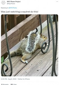 このようなポーズをするリスが街のいたるところに（画像は『NYC Plover Project　2022年8月9日付Twitter「Was just watching a squirrel do this!」』のスクリーンショット）