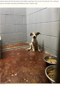 隅で怯えるハーベスト（画像は『The Dodo　2022年8月6日付「Puppy Refuses To Leave Cardboard Box Her Owner Abandoned Her In」（PATTI DAWSON）』のスクリーンショット）