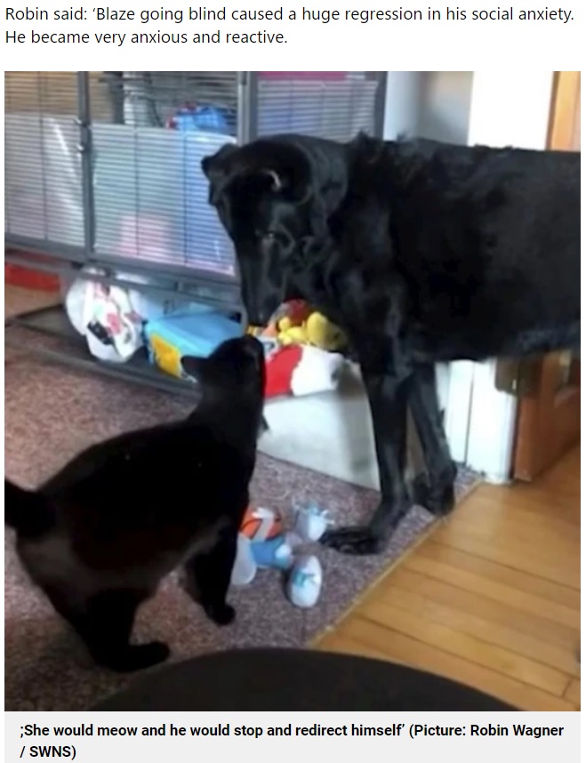 視力を失った犬と同居する猫（画像は『Metro　2022年8月3日付「Blind dog has seeing eye cat who meows to help keep him from stepping on her」（Picture: Robin Wagner / SWNS）』のスクリーンショット）