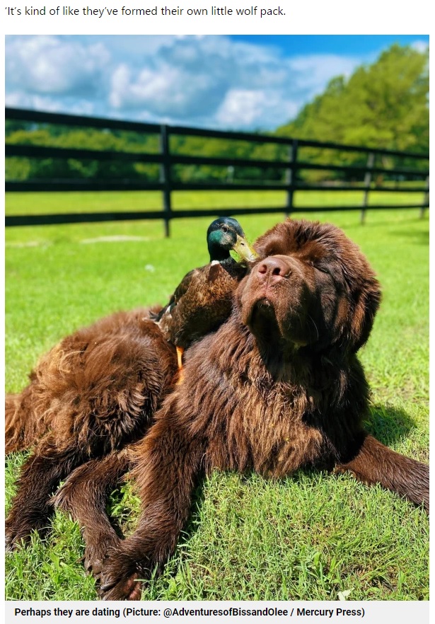 常にピッタリ犬にくっついて離れないカモ（画像は『Metro　2022年8月4日付「Meet Sven and Olaf ― the Newfoundland dog and mallard duck who are best friends」（Picture: ＠AdventuresofBissandOlee / Mercury Press）』のスクリーンショット）