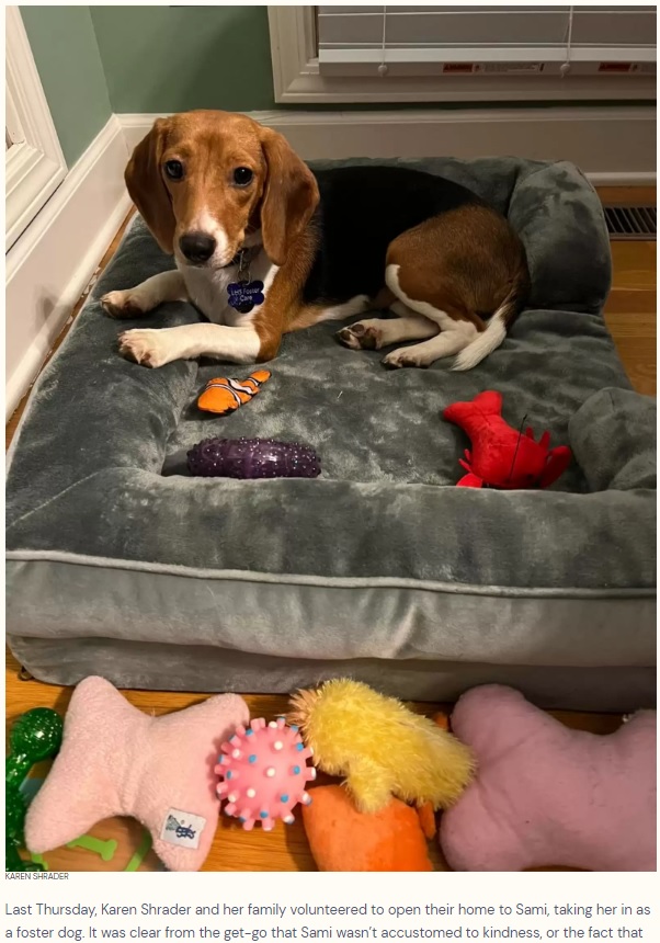 ふかふかのベッドを用意してもらった犬（画像は『The Dodo　2022年8月19日付「Rescue Beagle Has Most Joyful Reaction To Touching Grass For The Very First Time」（KAREN SHRADER）』のスクリーンショット）