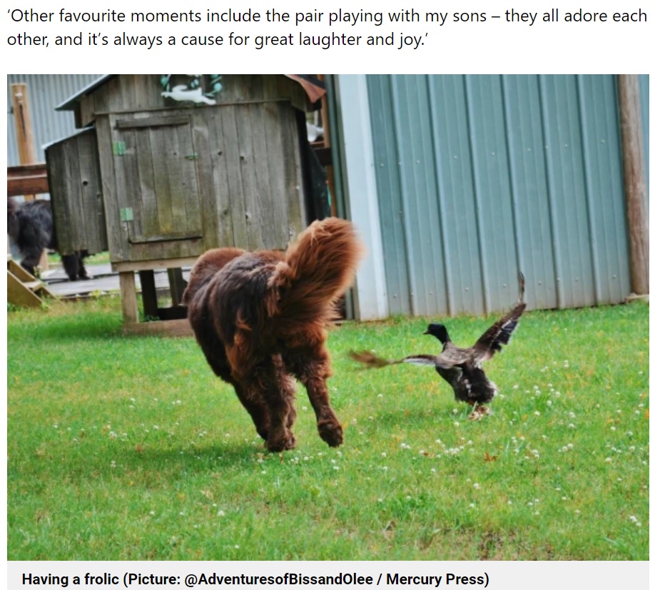 スヴェンが走り回ると羽を広げて追いかけるオラフ（画像は『Metro　2022年8月4日付「Meet Sven and Olaf ― the Newfoundland dog and mallard duck who are best friends」（Picture: ＠AdventuresofBissandOlee / Mercury Press）』のスクリーンショット）