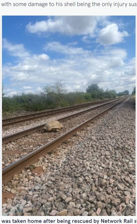 線路の上を歩いていたリクガメ（画像は『The Mirror　2022年8月2日付「Tortoise saved from tracks by Network Rail staff after he survived being hit by a train」（Image: Network Rail Anglia）』のスクリーンショット）