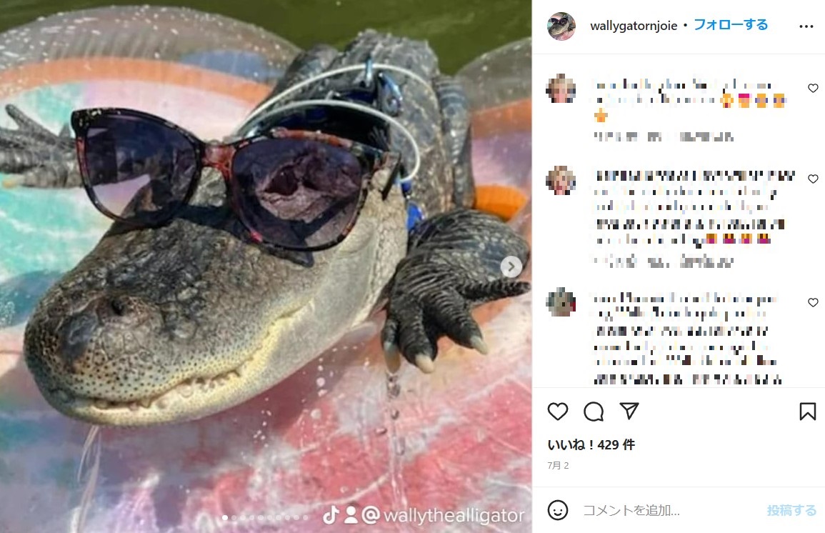 ペットの人気コンテストで現在首位のウォーリー（画像は『Wally Gator　2022年7月1日付Instagram』のスクリーンショット）