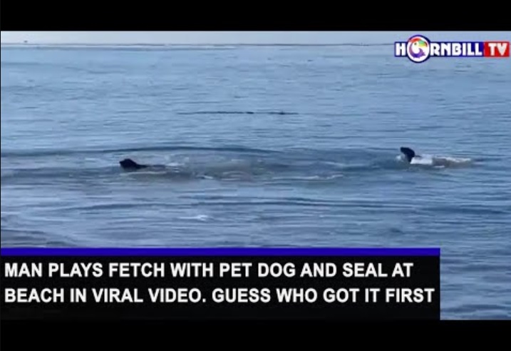 飼い犬と遊ぶアザラシ（画像は『HornbillTV　2022年9月7日公開 YouTube「MAN PLAYS FETCH WITH PET DOG AND SEAL AT BEACH IN VIRAL VIDEO. GUESS WHO GOT IT FIRST」』のサムネイル）