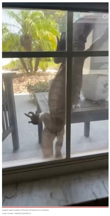 窓に張り付いた巨大なトカゲ（画像は『New York Post　2022年9月21日付「Giant lizard scales Florida homeowner’s window: ‘Looks like Godzilla’」（Frank Crowder / AMAZING ANIMALS+）』のスクリーン）