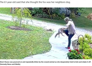 シェリーさんを執拗に攻撃するキツネ（画像は『Fox News　2022年8月25日付「New York woman fights off rabid fox in her front yard, thought she would be ‘eaten alive’」（Kennedy News and Media）』のスクリーンショット）