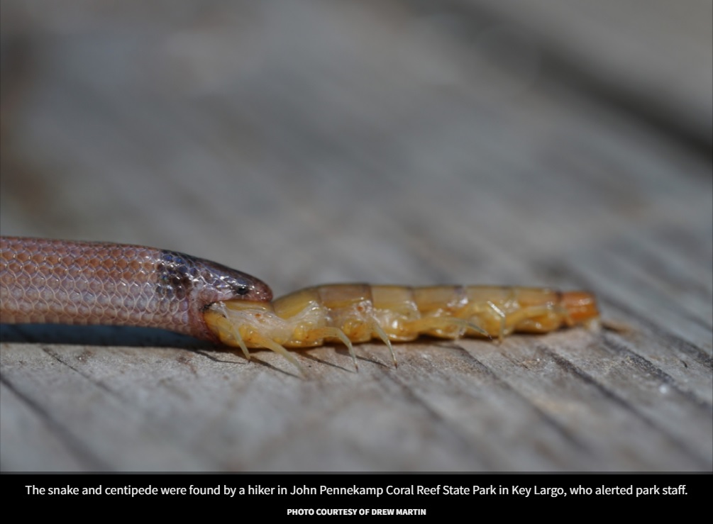 ムカデを途中まで飲み込んで死んだヘビ（画像は『Florida Museum of Natural History　2022年9月7日付「North America’s rarest snake found biting off more than it could chew」（PHOTO COURTESY OF DREW MARTIN）』のスクリーンショット）