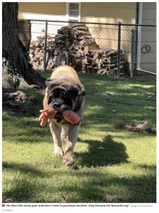 ふざけるのが大好きなタタンカ（画像は『The Daily Star　2022年9月7日付「Worried neighbours feared dog ate postman after finding pooch with ‘severed hand’」（Image: Kennedy News and Media）』のスクリーンショット）