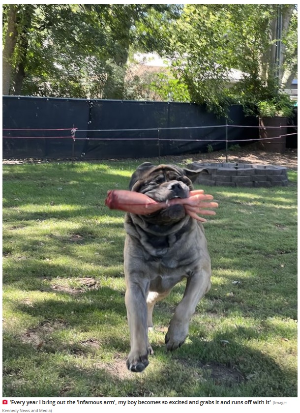 フェイクの腕をくわえて庭を駆け回るタタンカ（画像は『The Daily Star　2022年9月7日付「Worried neighbours feared dog ate postman after finding pooch with ‘severed hand’」（Image: Kennedy News and Media）』のスクリーンショット）