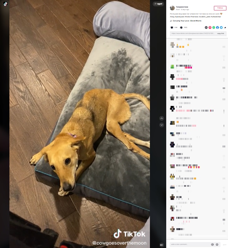 散歩用ハーネスを見て興奮する犬（画像は『Rose　2022年9月12日付TikTok「Paralyzed dog sees her wheelchair harness so she can walk」』のスクリーンショット）