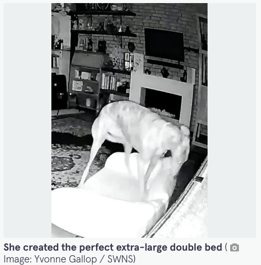 ペット用ベッドを移動させる犬（画像は『The Mirror　2022年10月7日付「CCTV footage shows pooch rearranging furniture at night to makes its own double bed」（Image: Yvonne Gallop / SWNS）』のスクリーンショット）