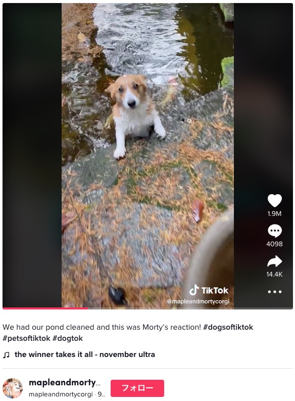 池の鯉が大好きなコーギー（画像は『mapleandmortycorgi　2022年9月26日付TikTok「We had our pond cleaned and this was Morty’s reaction!」』のスクリーンショット）