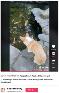 鯉が戻ってきて大喜びのコーギー（画像は『mapleandmortycorgi　2022年10月6日付TikTok「Morty’s FISH UPDATE!!」』のスクリーンショット）