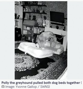 2つのベッドを合わせてダブルベッドを作るポリー（画像は『The Mirror　2022年10月7日付「CCTV footage shows pooch rearranging furniture at night to makes its own double bed」（Image: Yvonne Gallop / SWNS）』のスクリーンショット）