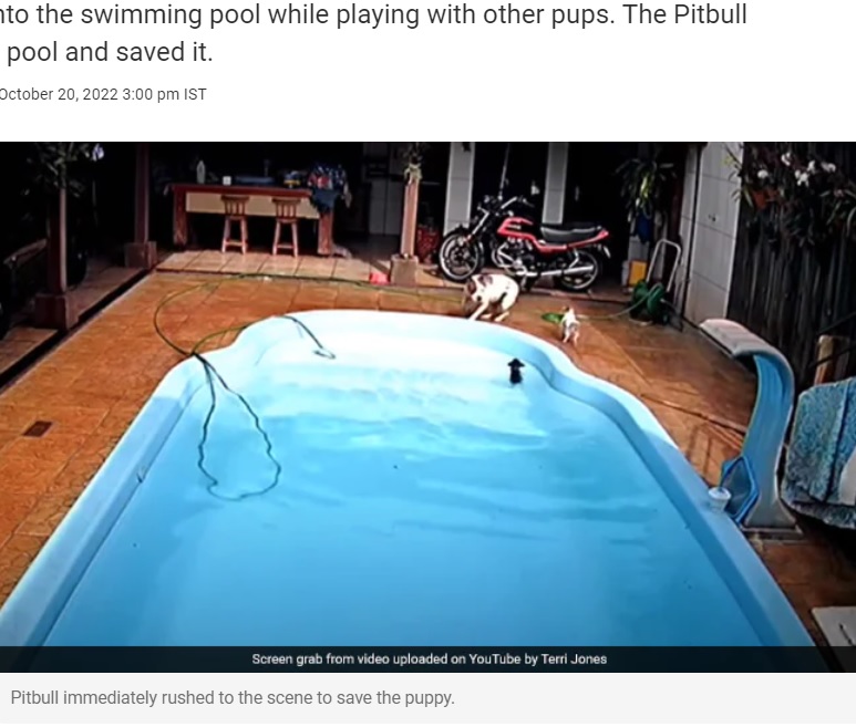 プールで溺れるチワワのもとに駆け付けたピットブル（画像は『NDTV.com　2022年10月20日付「Viral Video: Pitbull Saves Puppy From Drowning In Pool In Brazil, Hailed As Hero By Owner」』のスクリーンショット）