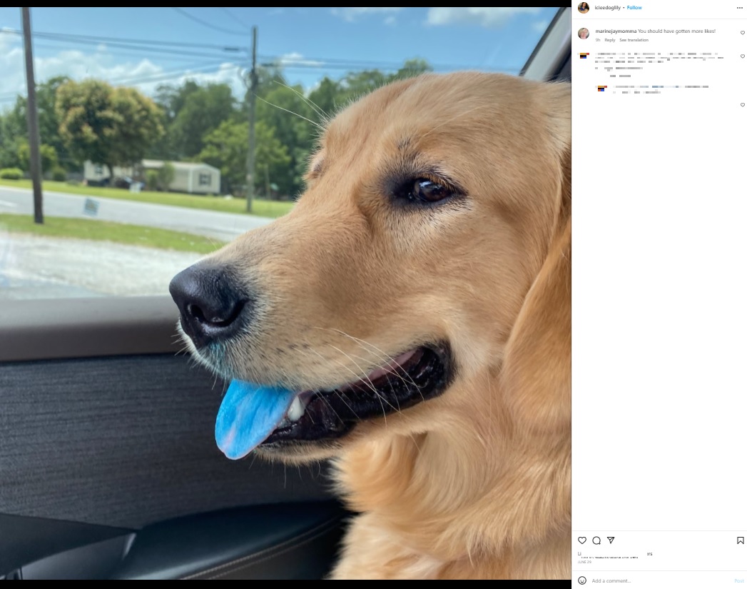 真っ青な舌のゴールデン・レトリバー（画像は『Lily Aka Iciee Dog　2022年6月29日付Instagram』のスクリーンショット）