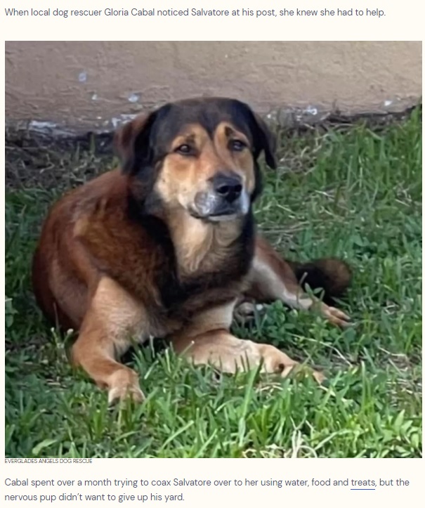 帰ってこない飼い主を待ち続ける犬（画像は『The Dodo　2022年10月14日付「Loyal Dog Stands Guard For Over A Month Outside Home Where He Last Saw His Family」（EVERGLADES ANGELS DOG RESCUE）』のスクリーンショット）