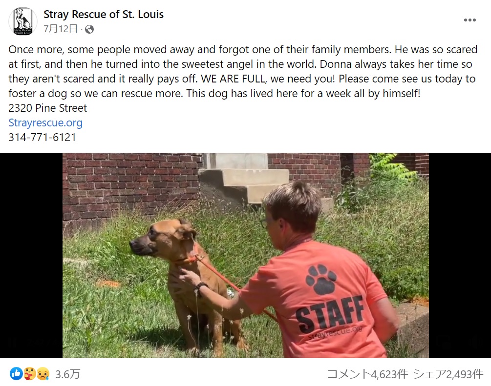 前の家を去る時、名残惜しそうにしていたフロン（画像は『Stray Rescue of St. Louis　2022年7月12日付Facebook「Once more, some people moved away and forgot one of their family members.」』のスクリーンショット）