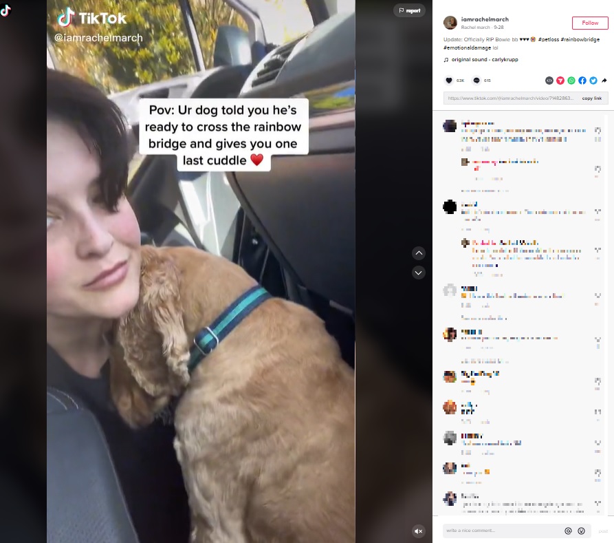 動物病院へ向かう安楽死直前の犬（画像は『Rachel march　2022年9月28日付TikTok「Update: Officially RIP Bowie bb」』のスクリーンショット）