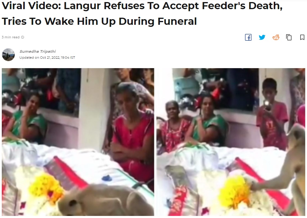 葬式に突然現れたサル（画像は『Indiatimes.com　2022年10月21日付「Viral Video: Langur Refuses To Accept Feeder’s Death, Tries To Wake Him Up During Funeral」』のスクリーンショット）
