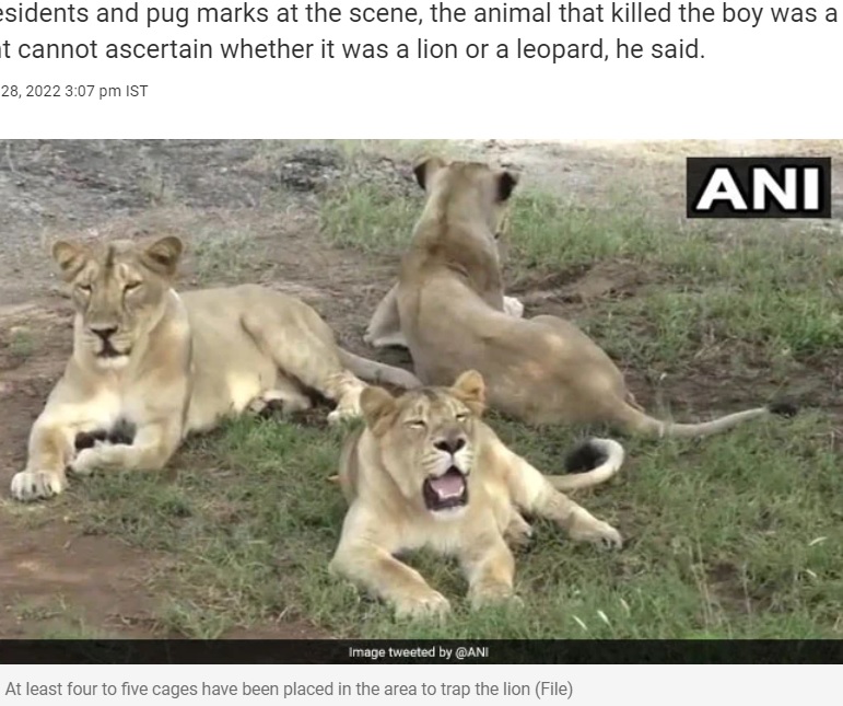 ライオンに連れ去られたか？（画像は『NDTV.com　2022年10月28日付「Child Mauled To Death In Gir Forest, Officials Say May Be Lion Or Leopard」（Image tweeted by ＠ANI）』のスクリーンショット）