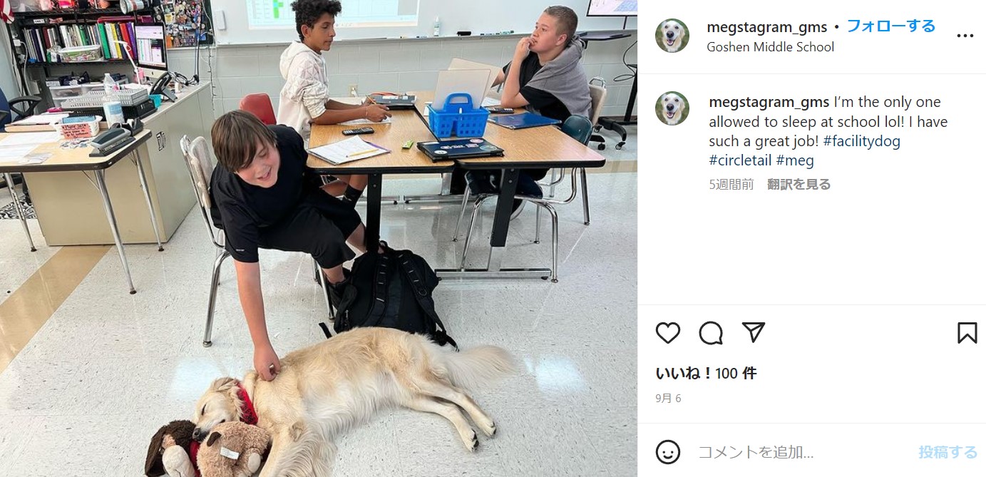 ファシリティドッグとして教室で生徒たちを癒すメグ（画像は『Meg- Goshen’s Facility Dog!　2022年5月5日付Instagram「I’m the only one allowed to sleep at school lol!」』のスクリーンショット）