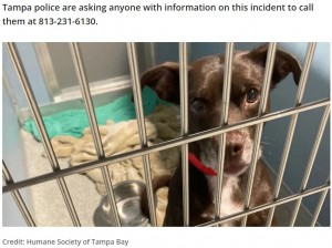 スーツケースの外にいた母犬（画像は『FOX 35 Orlando　2022年10月20日付「Puppies rescued after being abandoned inside closed suitcase at Tampa vacation rental」（Credit: Humane Society of Tampa Bay）』のスクリーンショット）