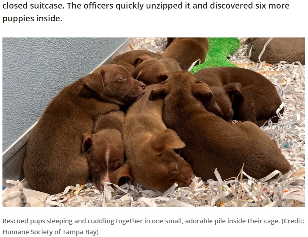 スーツケースの中に閉じ込められていた子犬たち（画像は『FOX 35 Orlando　2022年10月20日付「Puppies rescued after being abandoned inside closed suitcase at Tampa vacation rental」（Credit: Humane Society of Tampa Bay）』のスクリーンショット）