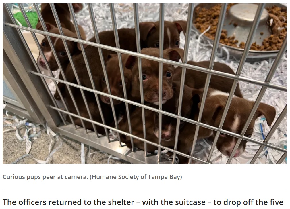 健康状態は比較的良かった子犬たち（画像は『FOX 35 Orlando　2022年10月20日付「Puppies rescued after being abandoned inside closed suitcase at Tampa vacation rental」（Credit: Humane Society of Tampa Bay）』のスクリーンショット）