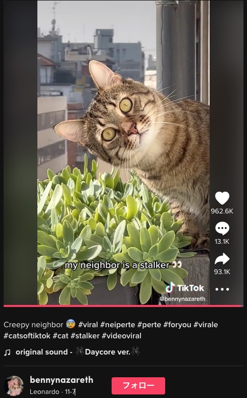 隣の部屋の猫はストーカー？（画像は『Leonardo　2022年11月7日付TikTok「Creepy neighbor」』のスクリーンショット）