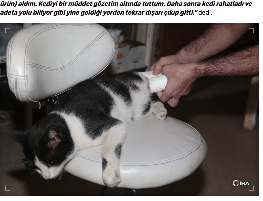 怪我した脚を治療してもらう猫（画像は『Ensonhaber　2022年11月17日付「Bitlis’te kedi, kırık için devlet hastanesine gitti」（iHA）』のスクリーンショット）
