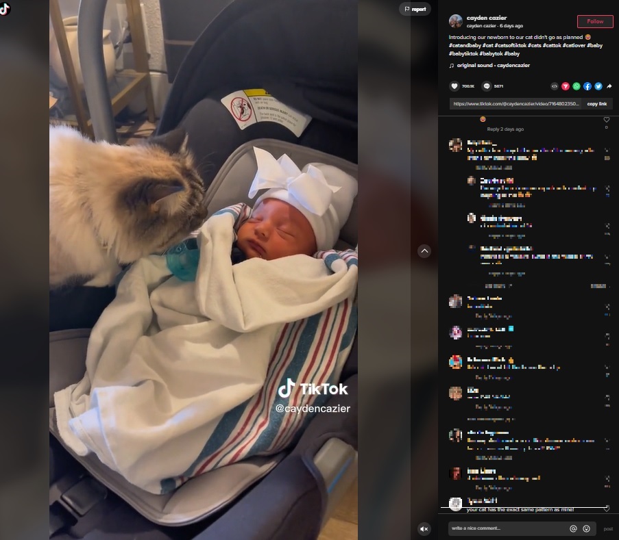 赤ちゃんの匂いを嗅ぐ飼い猫（画像は『caydencazier　2022年11月12日付TikTok「Introducing our newborn to our cat didn’t go as planned」』のスクリーンショット）