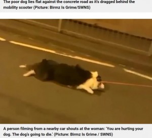 為す術もなく引っ張られる犬（画像は『Metro　2022年11月9日付「Dog dragged along road by woman on a mobility scooter」（Picture: Birmz Is Grime / SWNS）』のスクリーンショット）
