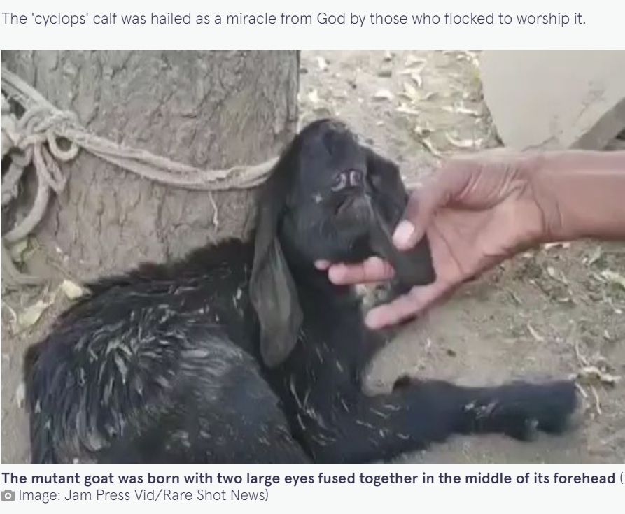 「こんなヤギは初めて」とウメッシュさん（画像は『The Mirror　2022年11月11日付「Goat born with mutant cyclops eyes fused together on forehead astonishes farmer」（Image: Jam Press Vid/Rare Shot News）』のスクリーンショット）