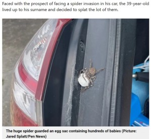 大事に卵嚢を抱えるクモ（画像は『Metro　2022年11月4日付「Man opens boot of his car to find huntsman spider and 200 babies inside」（Picture: Jared Splatt/Pen News）』のスクリーンショット）